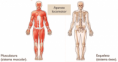 /album/fotogaleria-inicio/aparato-locomotor-1-png/